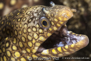 Portrait of a jewel moray eel, found in Las Gatas, Zihuat... by Christian Vizl 
